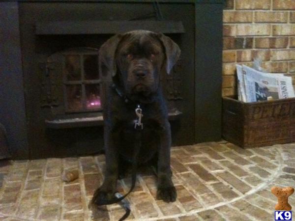 Neapolitan Mastiff Puppies