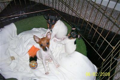 Toy Fox Terrier Puppies for Sale