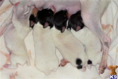 Toy Fox Terrier Puppies for Sale