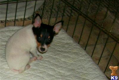 Toy Fox Terrier Puppies for Sale