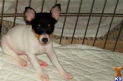 Toy Fox Terrier Puppies for Sale