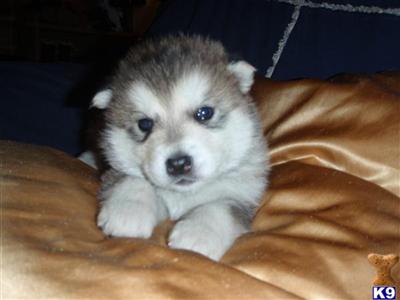 Dogs for Sale