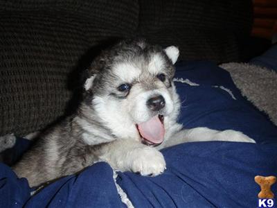 Alaskan Malamute Puppies in AK