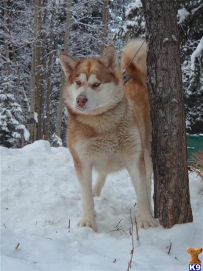 Puppies in AK
