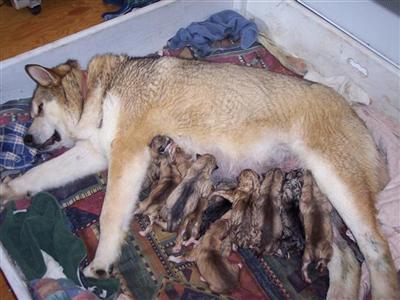 Alaskan Malamute Puppies in AK