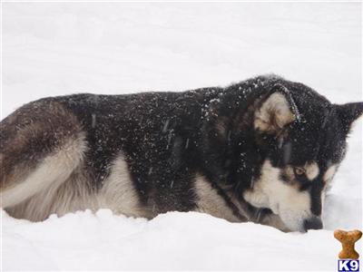 Puppies in AK