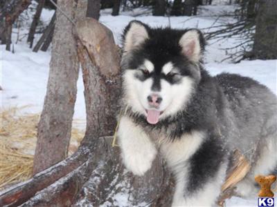 Puppies in AK