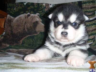 Dogs for Sale in AK