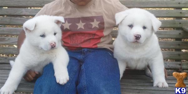 Akita Puppies in MD