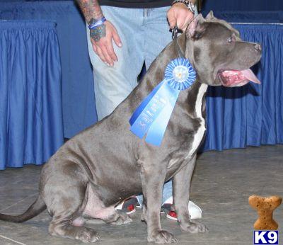pitbull puppies for sale in alabama american pit bull puppy for sale pitbull puppies for sale alabama iron pitbulls 5 pitbull puppies for sale in alabama american pit bull puppy for sale pitbull puppies for sale alabama iron pitbulls 5