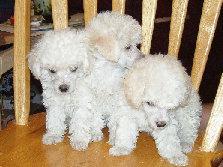 Poodle Puppies in TX