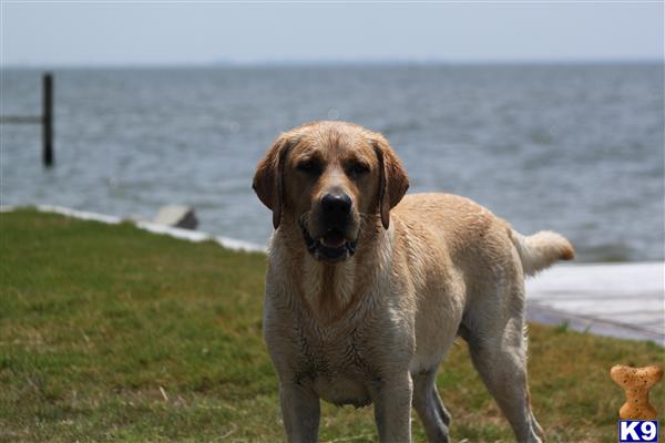 Stud Dogs - Labrador Retriever