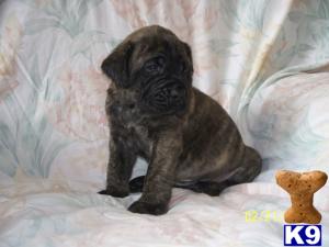 Puppies in IN