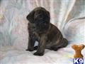 Mastiff