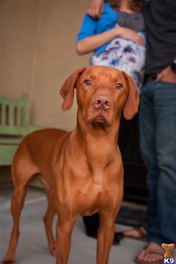 Stud Dogs - Vizsla