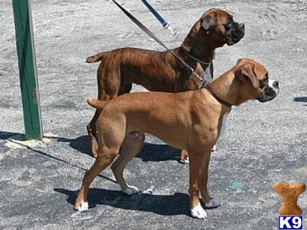 Stud Dogs in IN