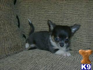 Puppies in New orleans