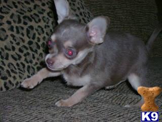 Puppies in New orleans