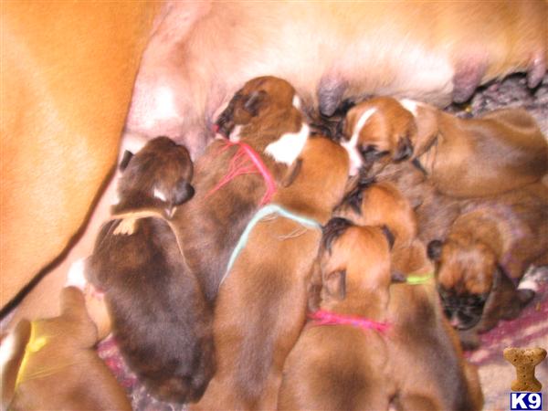 Boxer Puppies in MI