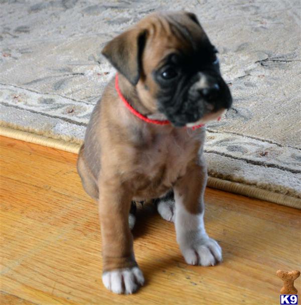 boxer puppies in michigan puppies for sale in michigan boxer puppies for sale in breeds picture boxer puppies in michigan puppies for sale in michigan boxer puppies for sale in breeds picture