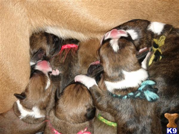 Boxer Puppies in MI