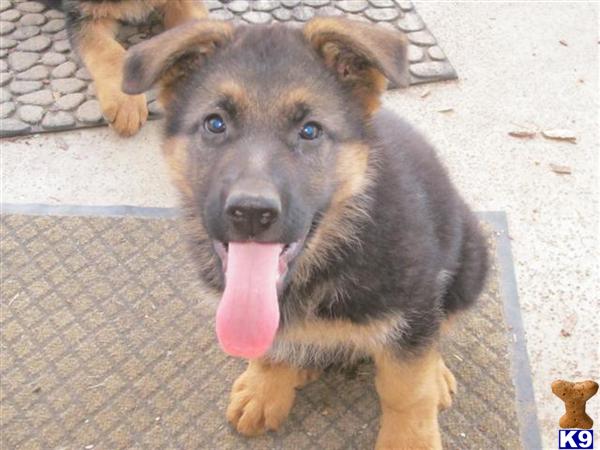 Puppies in Lake elsinore
