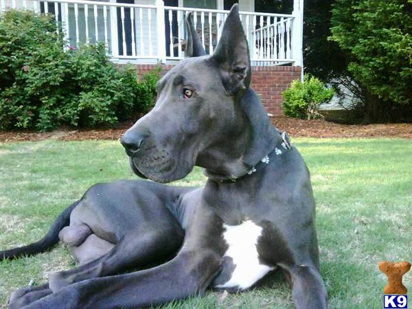 Stud Dogs - Great Dane