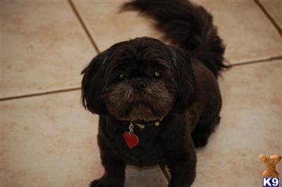 Stud Dogs - Shih Tzu