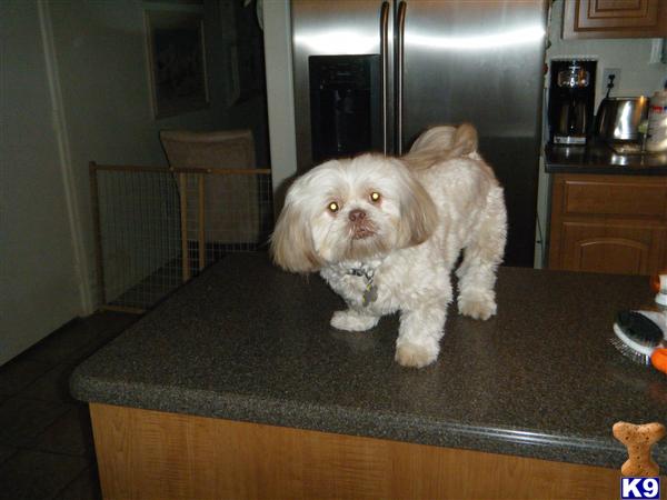 Stud Dogs - Shih Tzu