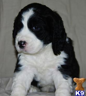 English Springer Spaniel Puppies for Sale