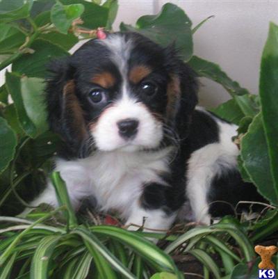 Cavalier King Charles Spaniel Puppies for Sale