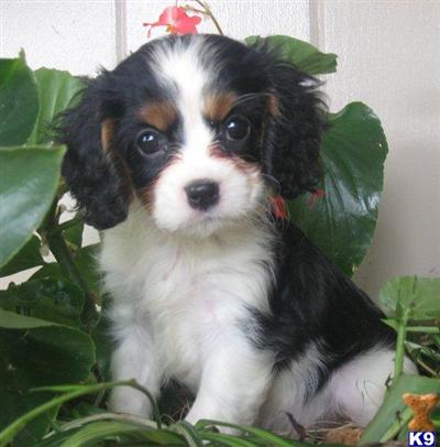 Cavalier King Charles Spaniel Puppies for Sale