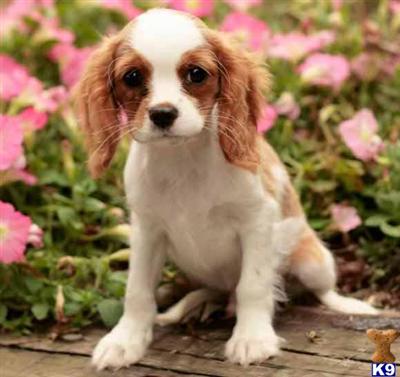 Cavalier King Charles Spaniel Puppies for Sale