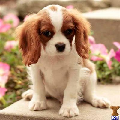 Cavalier King Charles Spaniel Puppies for Sale