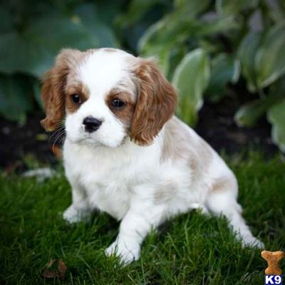 Cavalier King Charles Spaniel Puppies for Sale