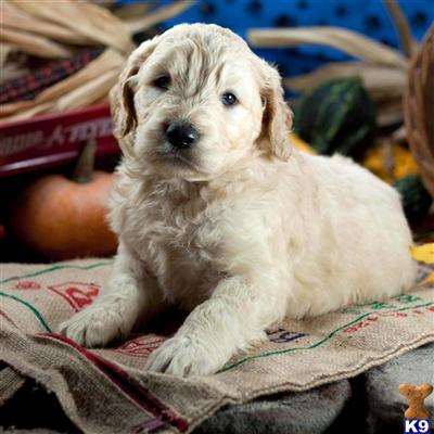 Goldendoodles Puppies for Sale