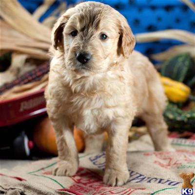 Goldendoodles Puppies for Sale
