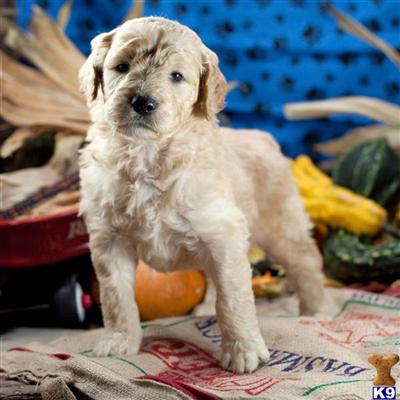 Goldendoodles Puppies for Sale