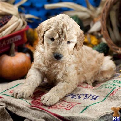 Goldendoodles Puppies for Sale
