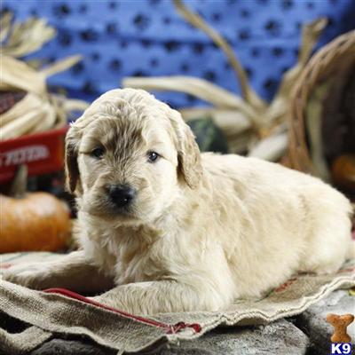 Goldendoodles Puppies for Sale