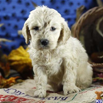 Goldendoodles Puppies for Sale