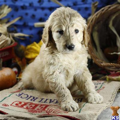 Goldendoodles Puppies for Sale
