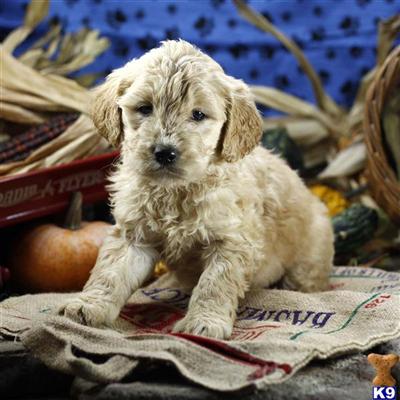 Goldendoodles Puppies for Sale