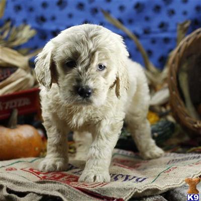 Goldendoodles Puppies for Sale