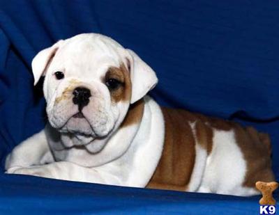 English Bulldog Puppies for Sale