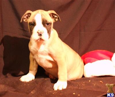 English Bulldog Puppies for Sale
