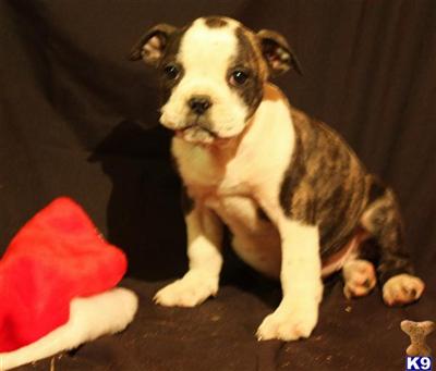 English Bulldog Puppies for Sale