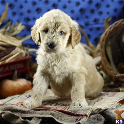 Goldendoodles Puppies for Sale