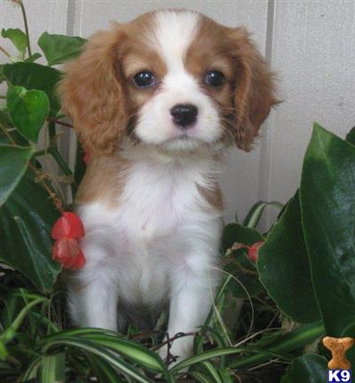 Cavalier King Charles Spaniel Puppies for Sale