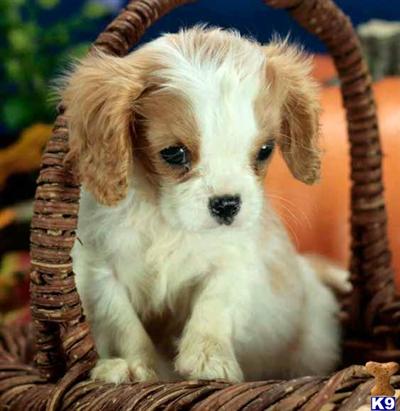 Cavalier King Charles Spaniel Puppies for Sale